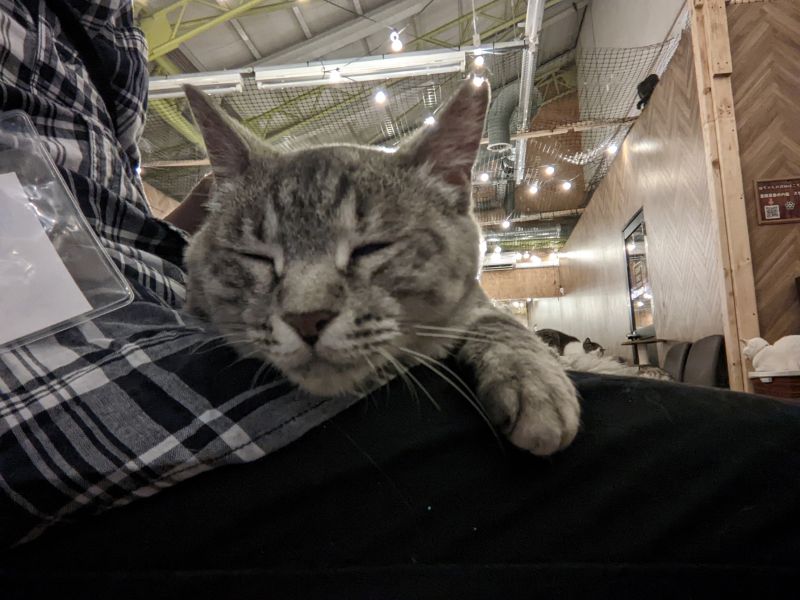 ねこのす みやちゃん