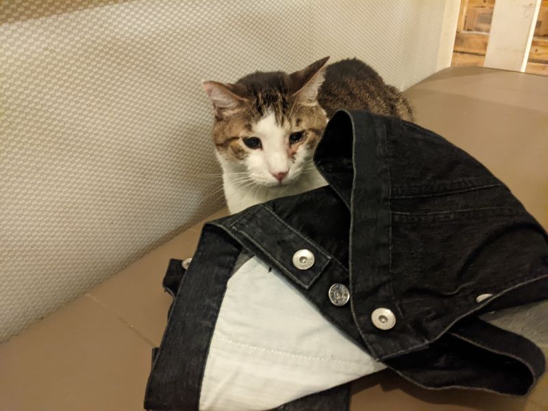 ねこのす かつお君