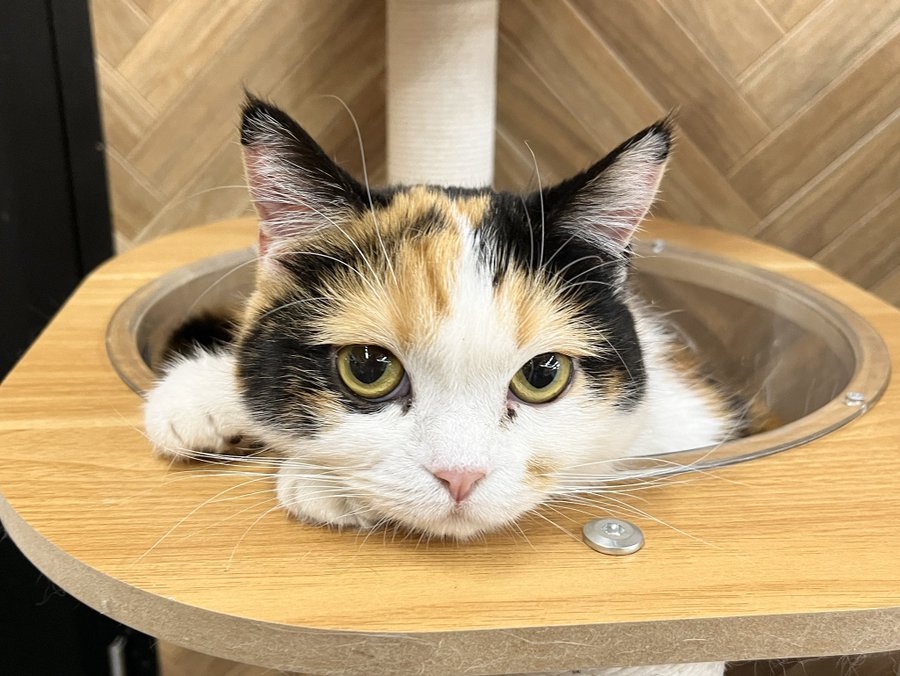 ねこのす こまちちゃん