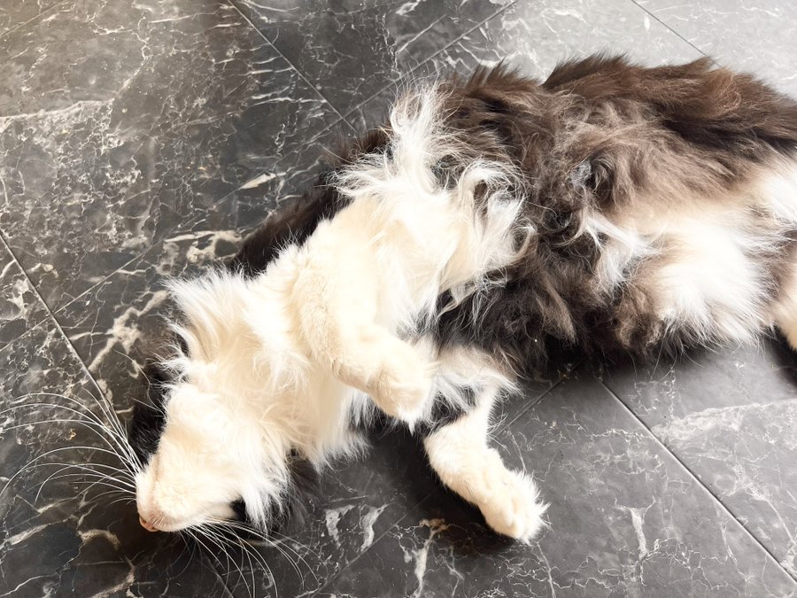 ねこのす くろ君