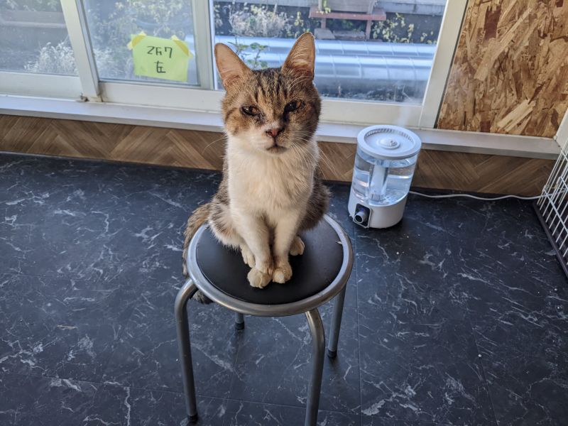 ねこのす こたろう君