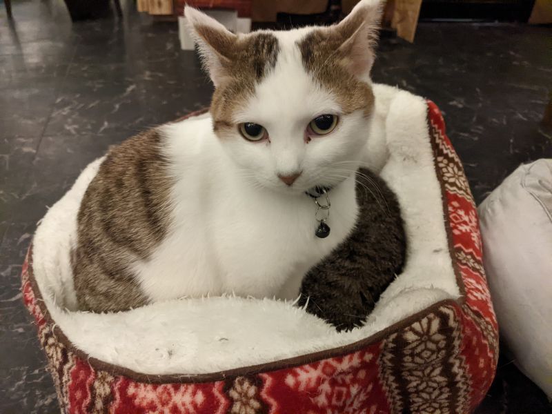 ねこのす チョコビ貞子ちゃん