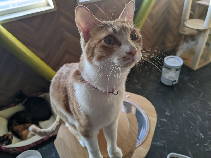 ねこのす ちゃこ君