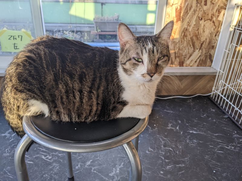 ねこのす みみちゃん