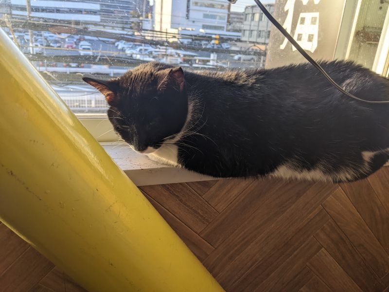 ねこのす ぐりちゃん