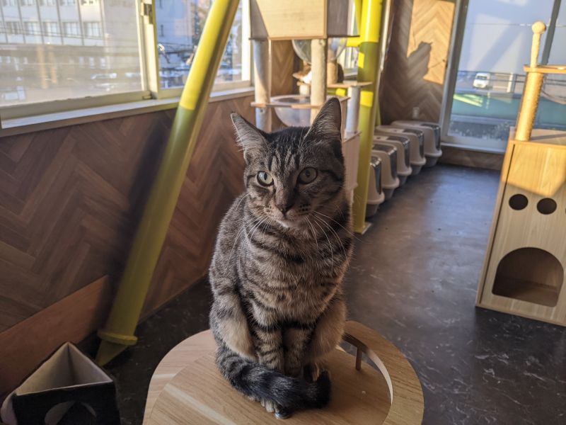 ねこのす バジル君