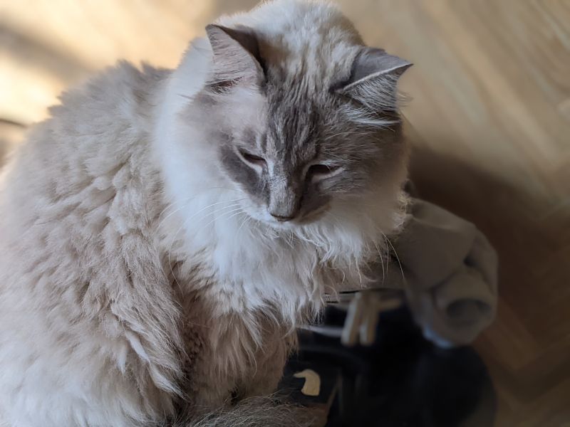 ねこのす こてつ君