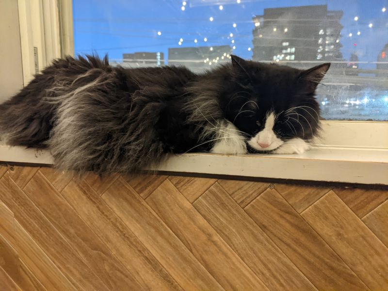 ねこのす なつちゃん