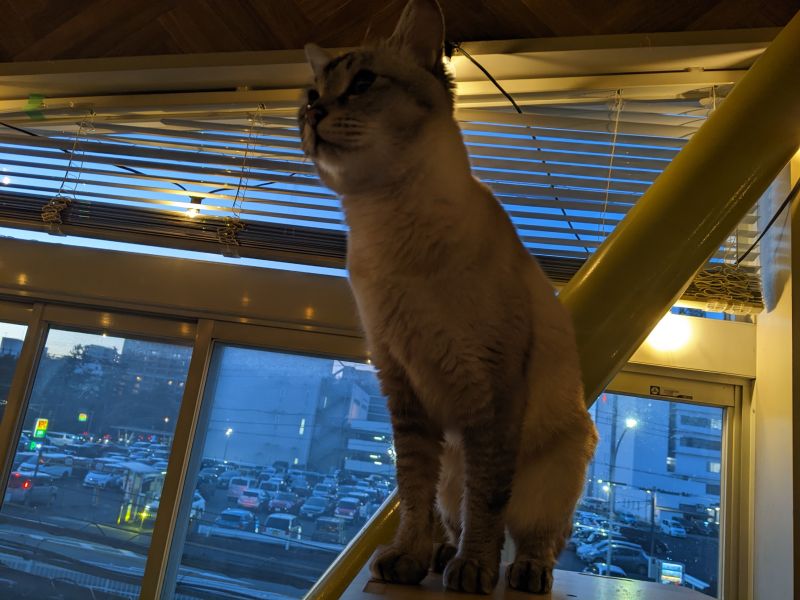 ねこのす ろっか君