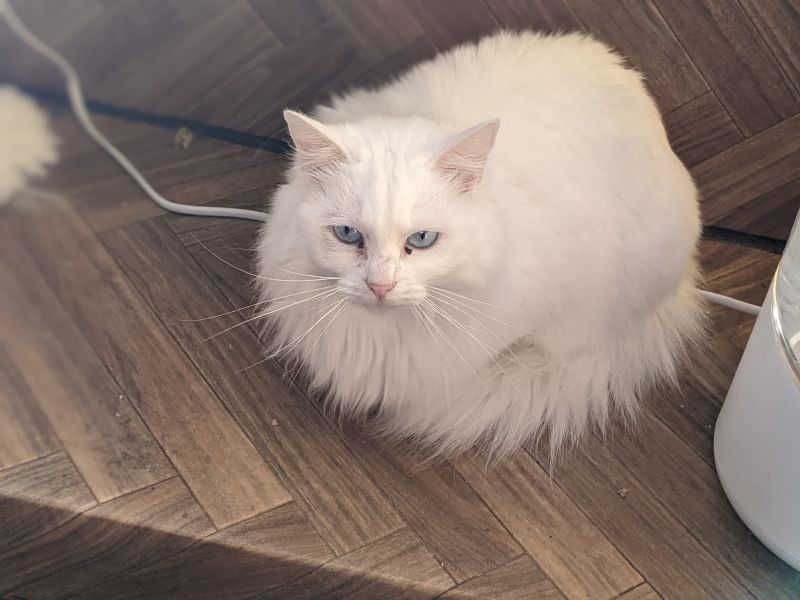 ねこのす しろちゃん