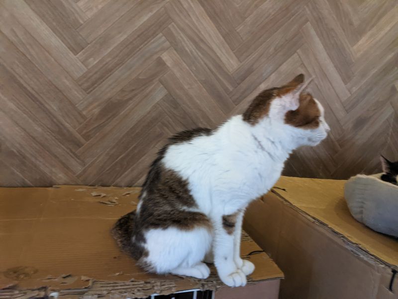 ねこのす らぶちゃん