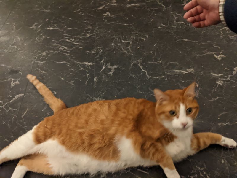 ねこのす つちのこ君