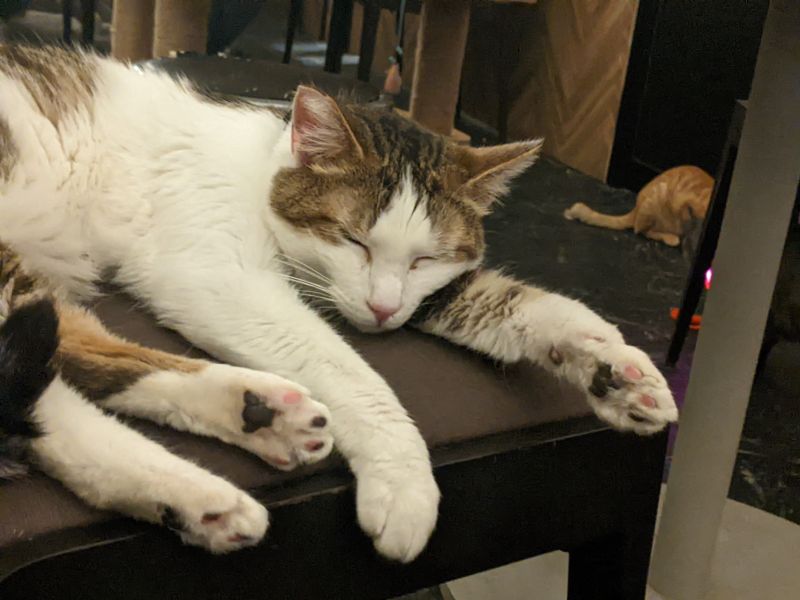 ねこのす さちお君