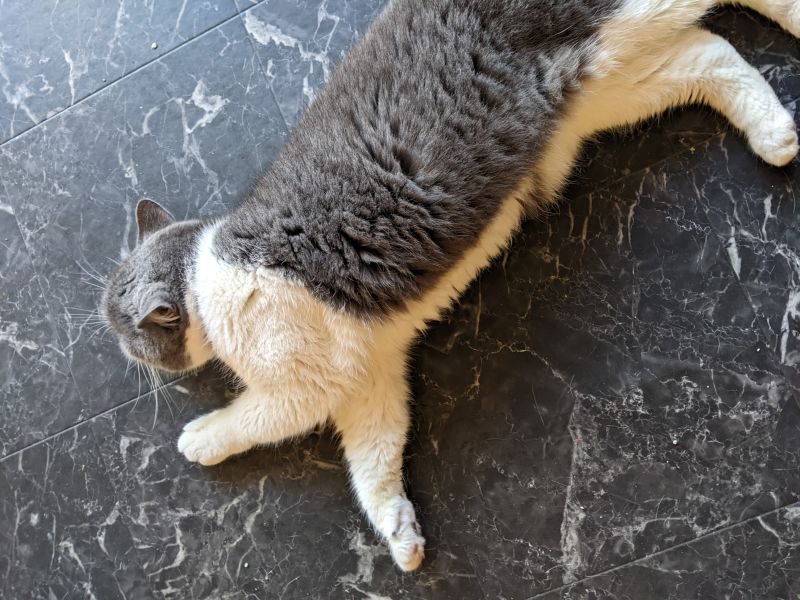 ねこのす ぶー君