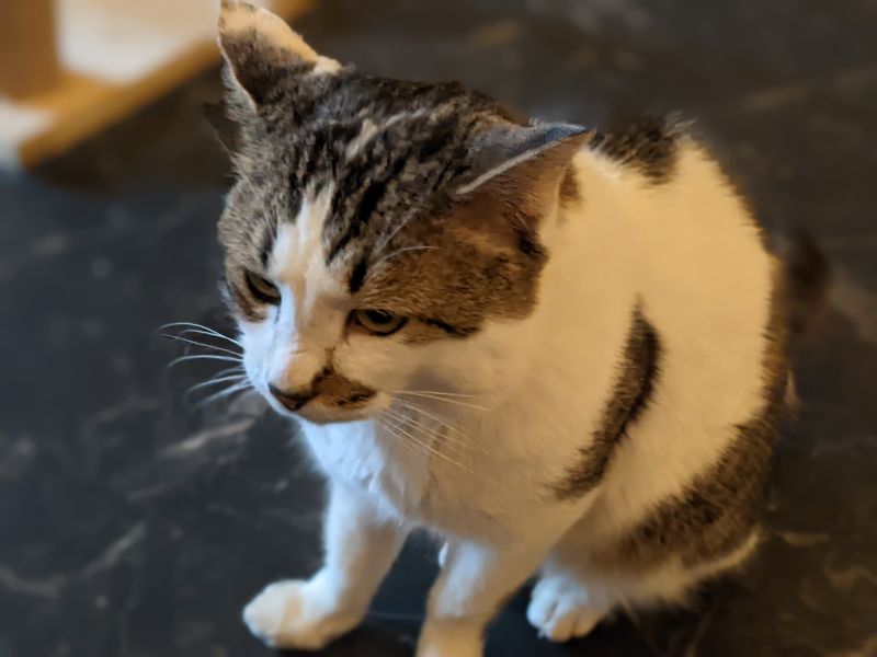 ねこのす 西郷ぶんた君