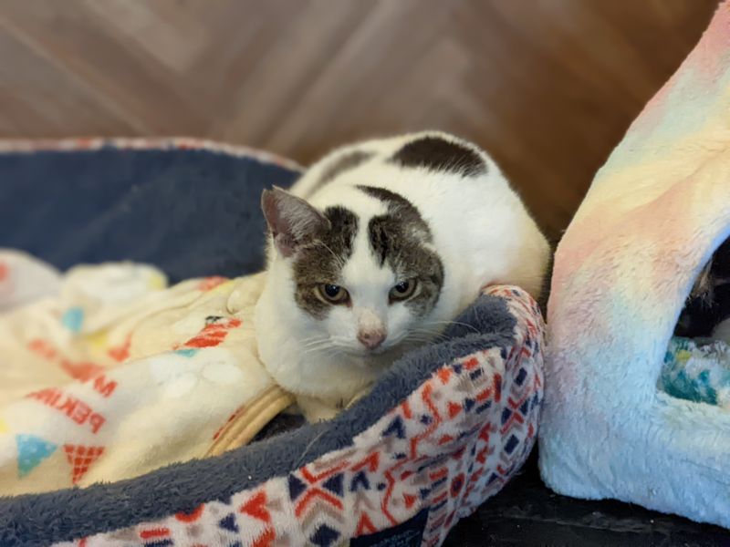 ねこのす ぐんかんじまちゃん