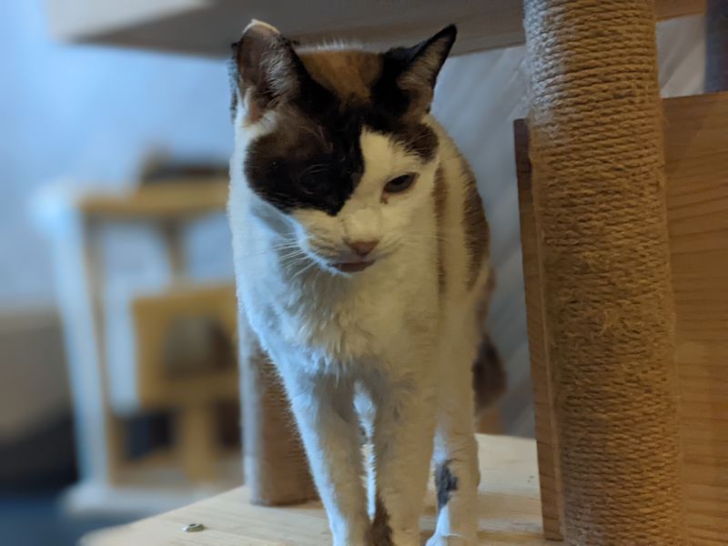 ねこのす きしゅうなんこうばいちゃん