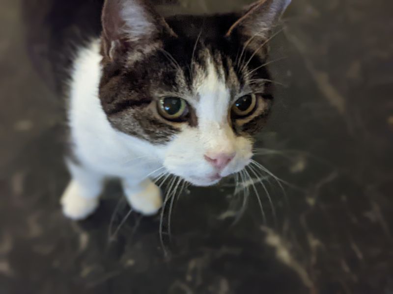 ねこのす まめ君