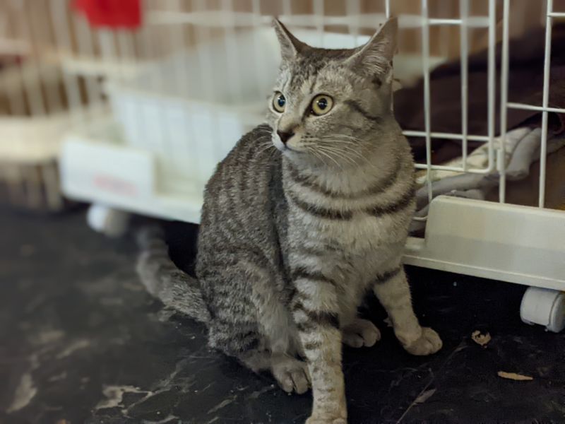 ねこのす モゲラムゲラちゃん