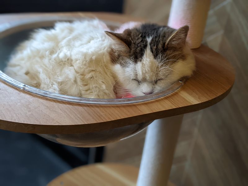 ねこのす フォル君