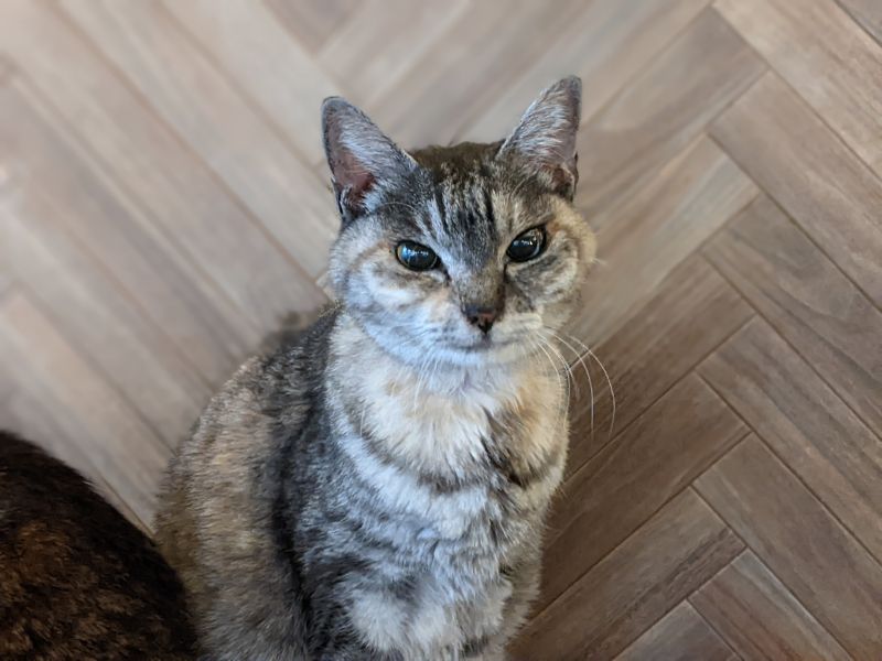 ねこのす しっぽちゃん