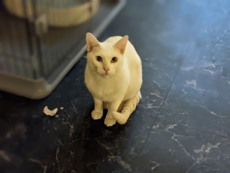 ねこのす きっかわこうじ君