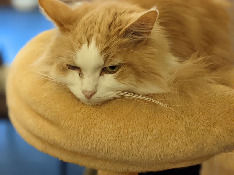 ねこのす モカ君