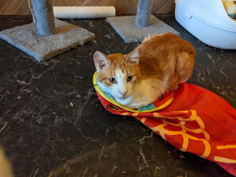 ねこのす 斎藤道三君