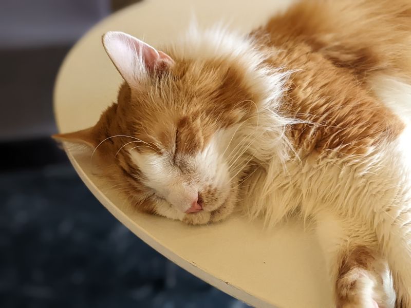 ねこのす ラテ君