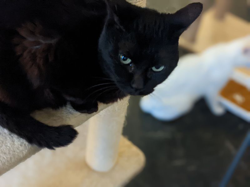 ねこのす ちょび君