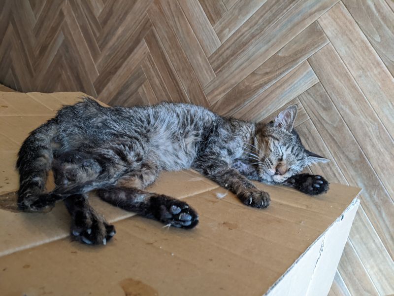 ねこのす とら君(地球部屋)君