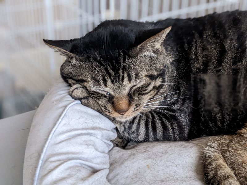 ねこのす とら君1(地球部屋)君