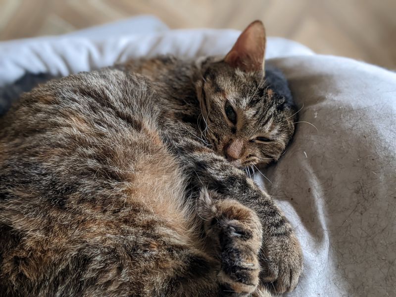 ねこのす キジトラ君(地球)君