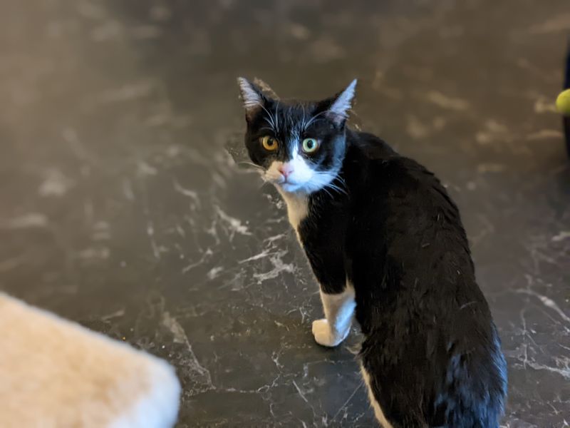 ねこのす はちわれ(普通)君