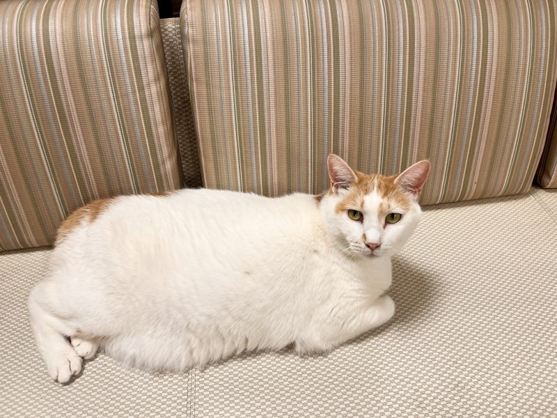 ねこのす ミナちゃん