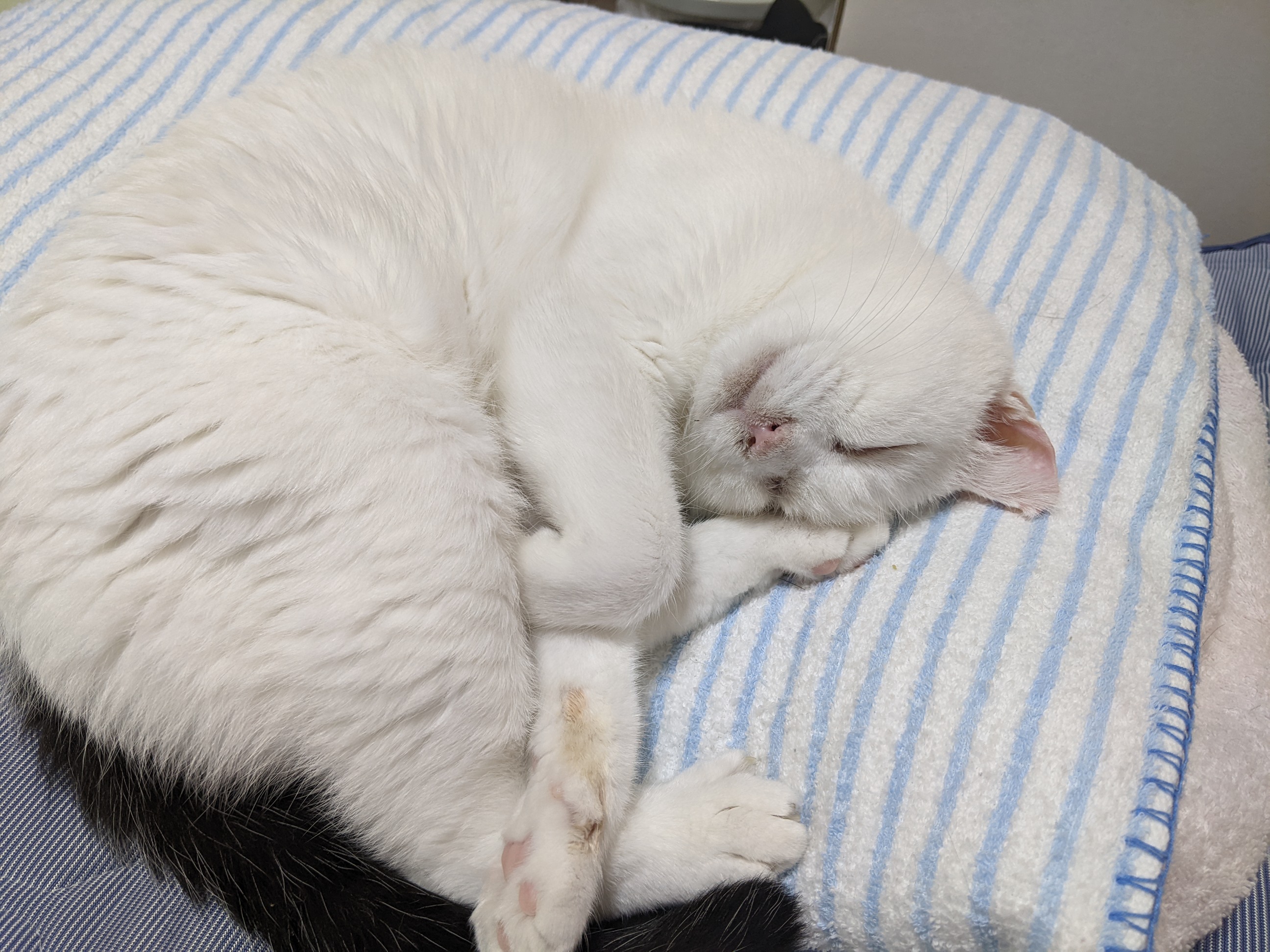 ねこのす あっこちゃん